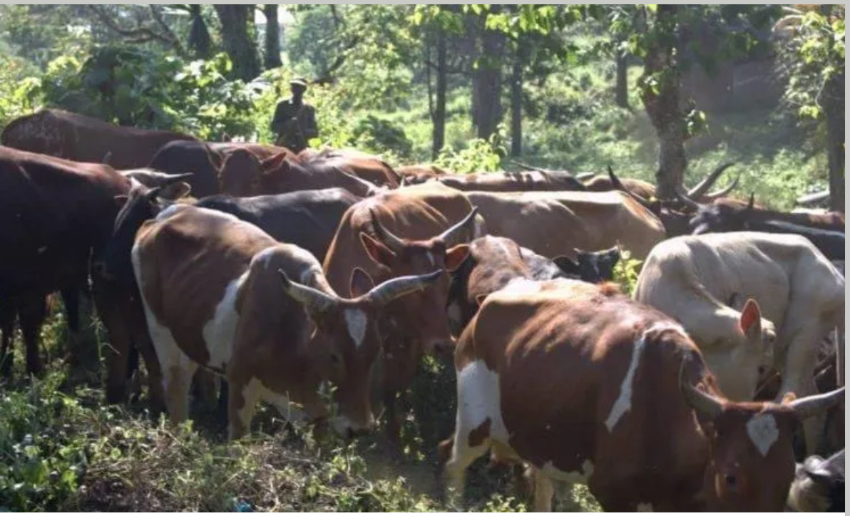 des vaches Rwandaises et ougandais, un mal pour l'environnement et l'agriculture à Rutshuru au Nord-Kivu