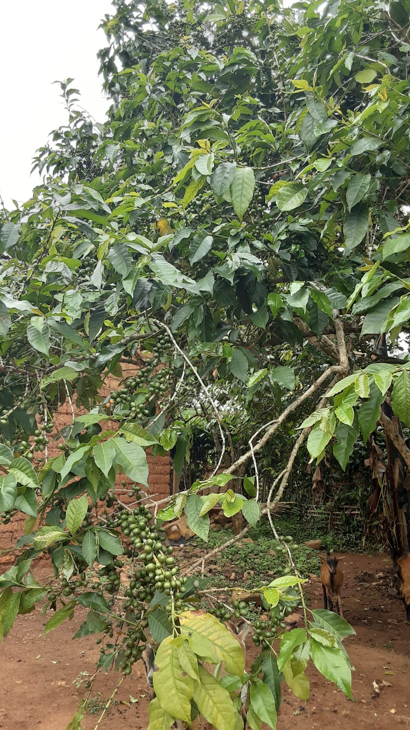 la promotion de la culture du café au Sud-Kivu,