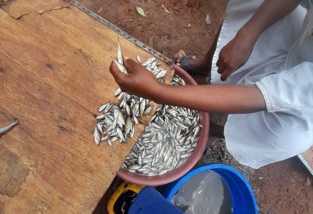 Rareté des ressources halieutiques à Bukavu