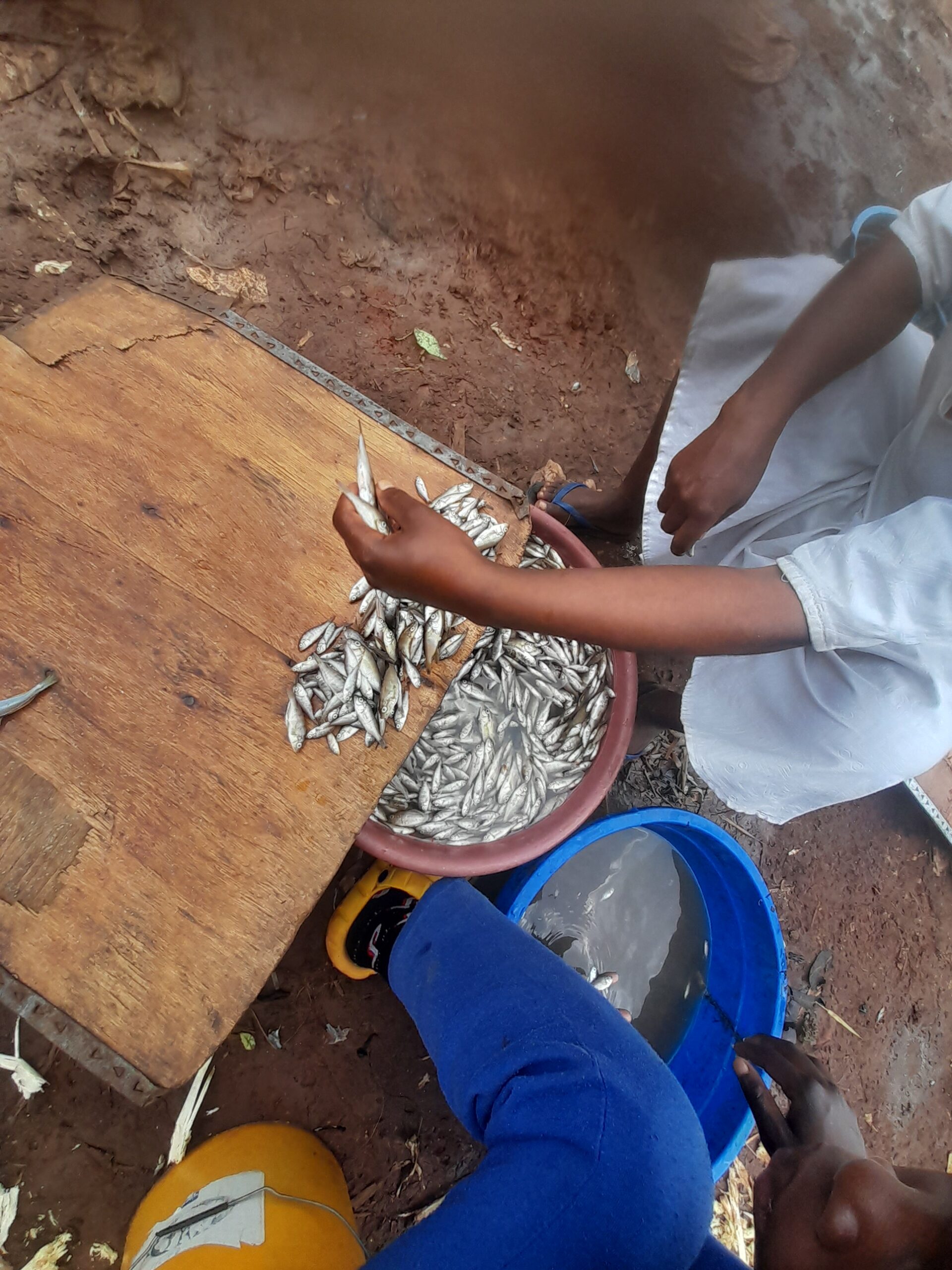 Rareté des ressources halieutiques à Bukavu