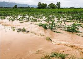 plus de 400 héctares des champs dévastés par les inondation dans la plaine/ photo Crédit