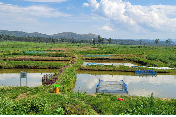 AALI dans ses activités piscicoles améliorées de l’agriparc, l'impact sur la production et l'impact sur le devenu évident à Nyangezi / territoire de Walungu