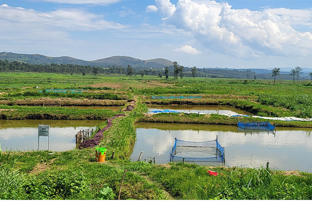 AALI dans ses activités piscicoles améliorées de l’agriparc, l'impact sur la production et l'impact sur le devenu évident à Nyangezi / territoire de Walungu