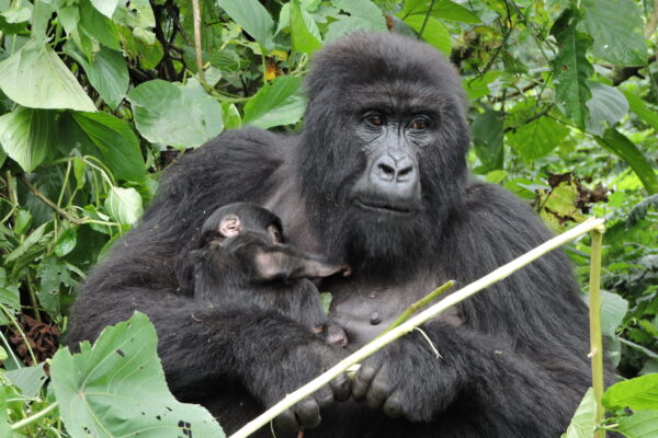Un bébé gorille faillit être vendu au parc de Kahuzi-Biega une lettre révèle l’impensable
