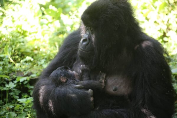Nord-Kivu : Un nouveau-né chez les gorilles de la famille Rugendo ravive l’espoir dans le Parc National de Virunga