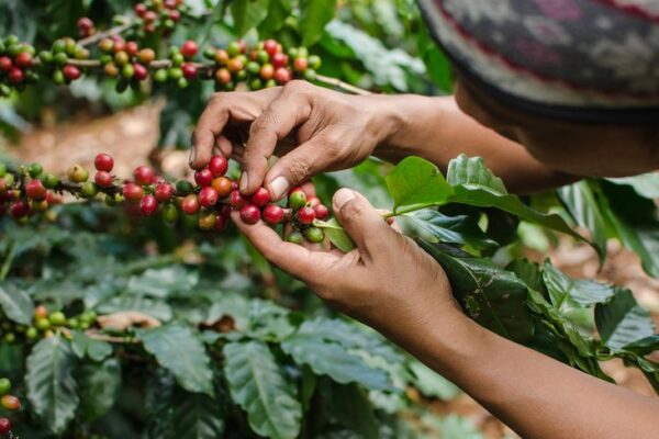 Agriculture : Café, l’or vert du Kivu, étouffé par la guerre