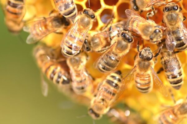 Tuer les abeilles, c’est tuer notre environnement