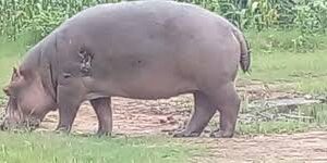 Plaine de la Ruzizi : le massacre des hippopotames, un crime écologique et un appel à la justice environnementale Hippopotames de la plaine de la Ruzizi en dange