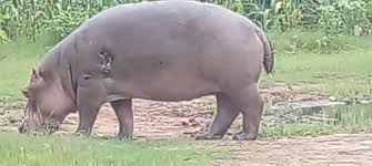 Hippopotames de la plaine de la Ruzizi en dange